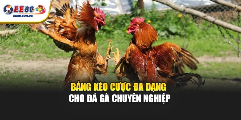 Bảng kèo cược đa dạng cho đá gà chuyên nghiệp